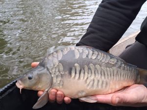Carp C2s Introduced in 2022